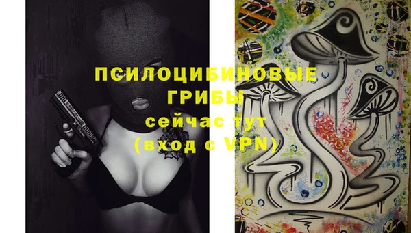 прущие грибы Каменногорск
