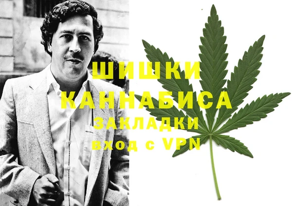 прущие грибы Каменногорск